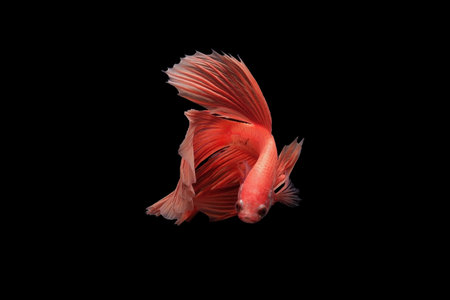 Betta fish, siamese fighting fish, betta splendens isolated on black background, fish on black background, Multi color Siamese fighting fish,の写真素材