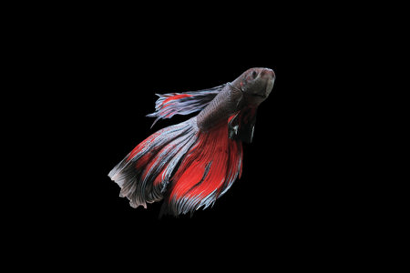 Betta fish, siamese fighting fish, betta splendens isolated on black background, fish on black background, Multi color Siamese fighting fish,の写真素材
