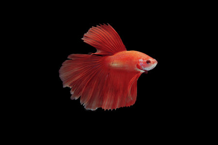 Betta fish, siamese fighting fish, betta splendens isolated on black background, fish on black background, Multi color Siamese fighting fish,の写真素材