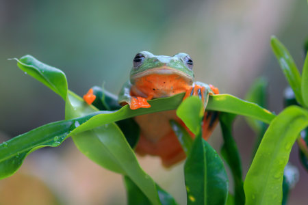 Wallace's flying frog, frogs, tree frogs, close up, amphibians, animal, animalwildlife, asia,の写真素材