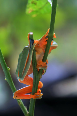Wallace's flying frog, frogs, tree frogs, close up, amphibians, animal, animalwildlife, asia,
