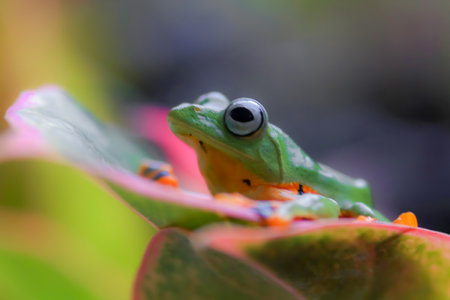 Wallace's flying frog, frogs, tree frogs, close up, amphibians, animal, animalwildlife, asia,の写真素材