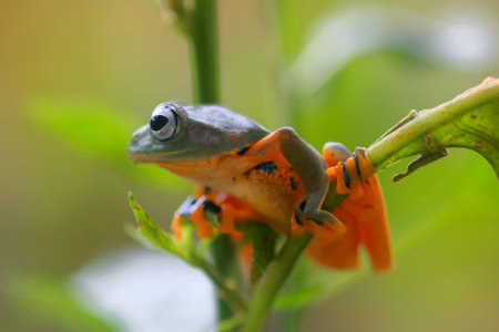 Wallace's flying frog, frogs, tree frogs, close up, amphibians, animal, animalwildlife, asia,の写真素材