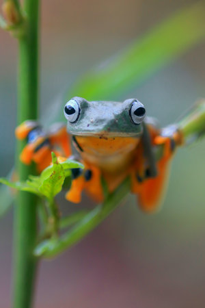 Wallace's flying frog, frogs, tree frogs, close up, amphibians, animal, animalwildlife, asia,の写真素材