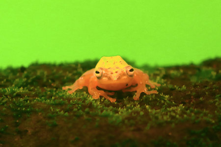 Wallace's flying frog, frogs, tree frogs, close up, amphibians, animal, animalwildlife, asia,の写真素材