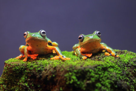 Wallace's flying frog, frogs, tree frogs, close up, amphibians, animal, animalwildlife, asia,の写真素材