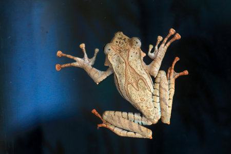 Wallace's flying frog, frogs, tree frogs, close up, amphibians, animal, animalwildlife, asia,の写真素材