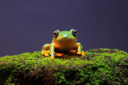 Wallace's flying frog, frogs, tree frogs, close up, amphibians, animal, animalwildlife, asia,の写真素材