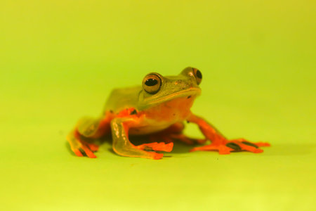 Wallace's flying frog, frogs, tree frogs, close up, amphibians, animal, animalwildlife, asia,の写真素材