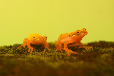 Wallace's flying frog, frogs, tree frogs, close up, amphibians, animal, animalwildlife, asia,の写真素材