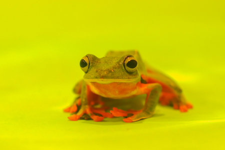 Wallace's flying frog, frogs, tree frogs, close up, amphibians, animal, animalwildlife, asia,の写真素材