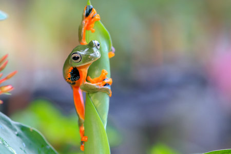 Wallace's flying frog, frogs, tree frogs, close up, amphibians, animal, animalwildlife, asia,の写真素材