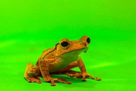Wallace's flying frog, frogs, tree frogs, close up, amphibians, animal, animalwildlife, asia,の写真素材
