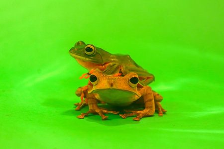 Wallace's flying frog, frogs, tree frogs, close up, amphibians, animal, animalwildlife, asia,の写真素材