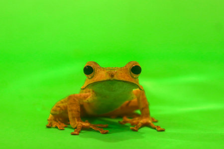 Wallace's flying frog, frogs, tree frogs, close up, amphibians, animal, animalwildlife, asia,の写真素材