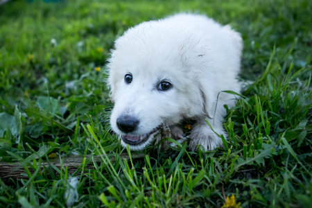 Young Maremma or Abruzzese white Sheepdog puppy crunching