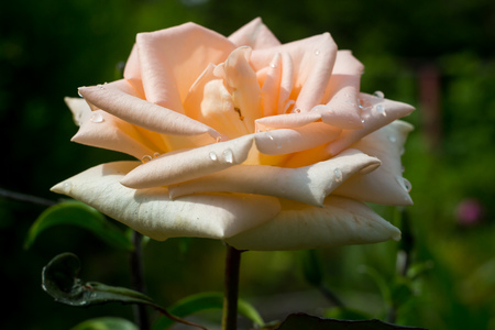 Closeup image of cream rose with water dropletsの写真素材