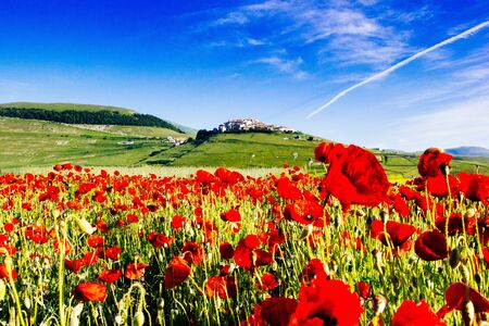Castelluccio di Norcia, Umbria, Italy. Piana Grande Valley landscape full of flowers with Monte Vettore in backgroundの写真素材