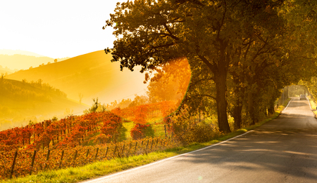 Castelvetro, Modena, Emilia Romagna, Italy. Sunset over the Lambrusco Grasparossa vineyards and rolling hills in autumnの写真素材