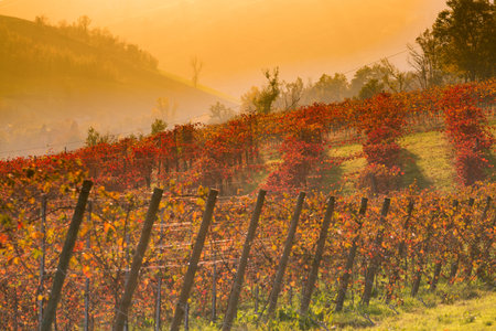 Castelvetro, Modena, Emilia Romagna, Italy. Sunset over the Lambrusco Grasparossa vineyards and rolling hills in autumnの写真素材