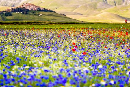 Castelluccio di Norcia, Umbria, Italy. Piana Grande Valley landscape full of flowersの写真素材