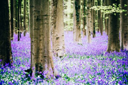 Hallerbos, beech forest in Belgium full of blue bells flowers.の写真素材
