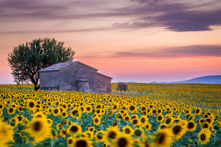 Provence, Valensole Plateau, France, Europe. Lonely farmhouse in a field full of sunflowers, lonely tree, sunset.のeditorial素材