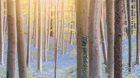 Bluebells enchanted forest in Belgiumの写真素材