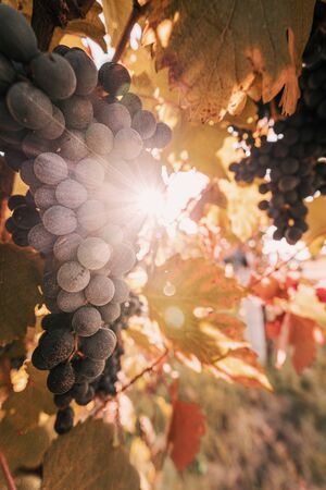 Grape fruit close up in autumn, just before harvesting.の写真素材