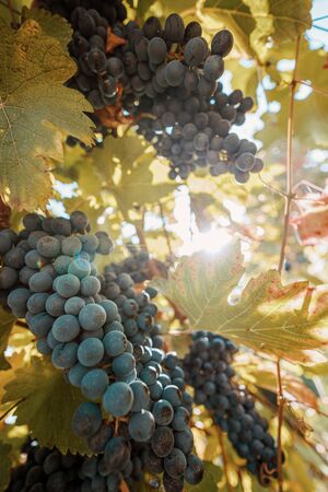 Grape fruit close up in autumn, just before harvesting.の写真素材