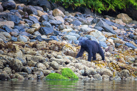 Black Bear searching for food on the shore at low tide, Tofino, British Columbia, Canada