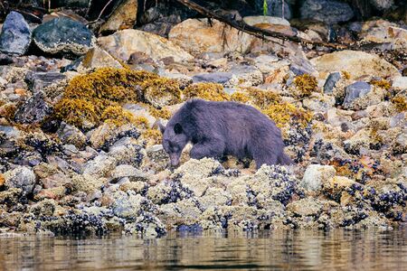 Black Bear searching for food on the shore at low tide, Tofino, British Columbia, Canadaの写真素材