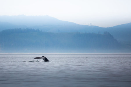Canada, British Columbia. Humpback whale tail in open water, Victoria bay