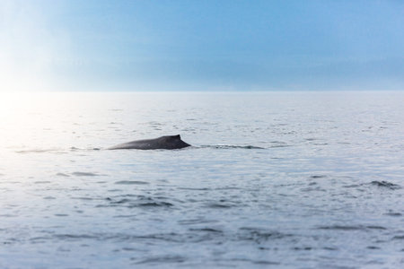 Canada, British Columbia. Humpback whale tail in open water, Victoria bay