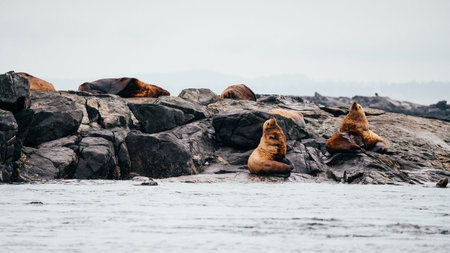 Sea Lions on rocks at Victoria Bay, Vancouver Island, British Columbia, Canada