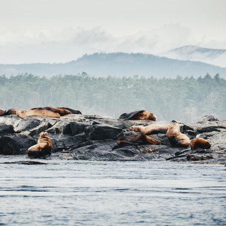 Sea Lions laying on rocks at Victoria Bay, Vancouver Island, British Columbia, Canada