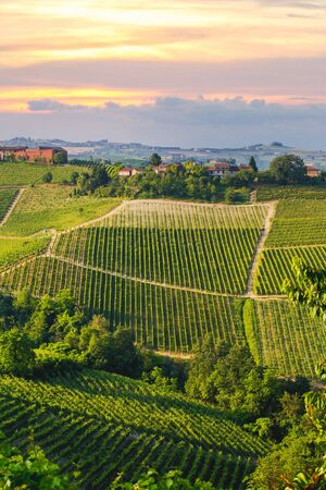Vineyards landscape in springの写真素材