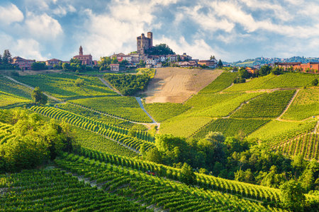 Vineyards landscape in spring