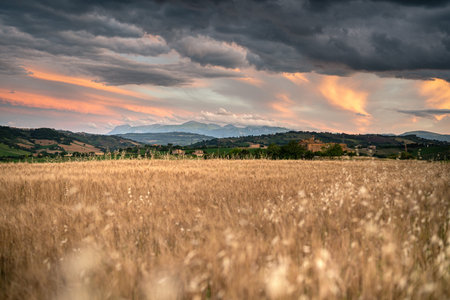 Countryside, wheat field and stormy sunset in Marche region, Italy