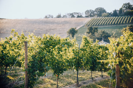 Vineyards and landscape in Italy