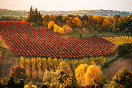 Autumn landscape, foliage and vineyards in Castelvetro, Modena, Italyの写真素材