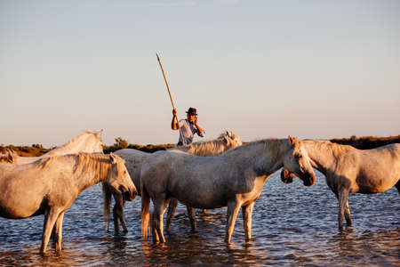 02-08-2018 Aigues Mortes, France. Cowboy and wild horses of Camargueのeditorial素材