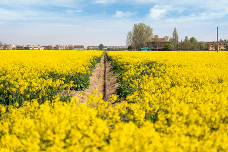 Yellow rapeseed Flowers in bloomの写真素材