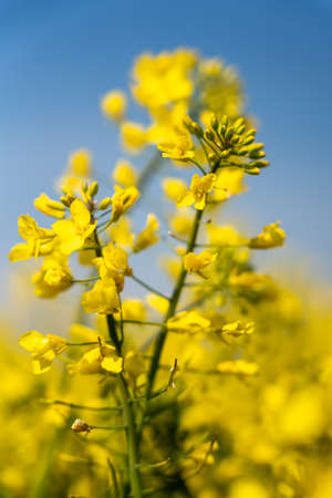 Yellow rapeseed Flowers in bloomの写真素材