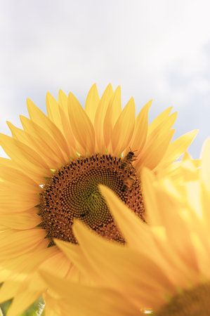 Sunflowers with shallow depth of field, faded vintage look