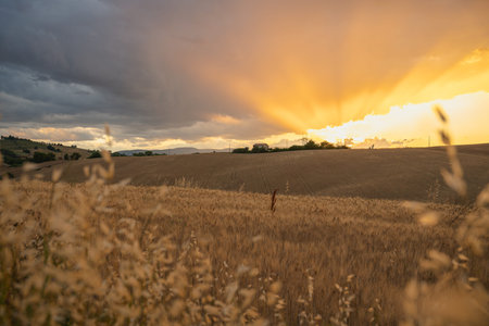 Marche Region, Italy. Rural landscape at sunset. Meadowの写真素材