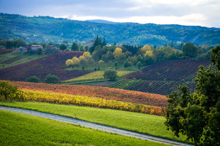 Vineyards and autumn landscape, rolling hills and fall colorsの写真素材