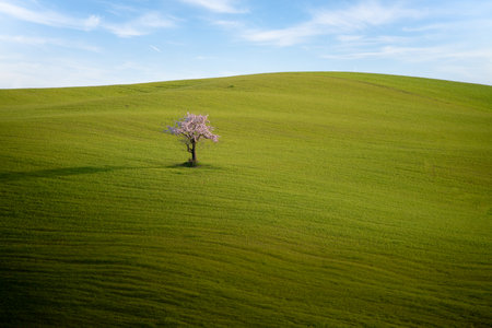Lonely cherry tree in green meadow hillの写真素材