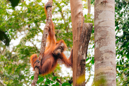Orangutan in the jungle of Borneo, Indonesia.の写真素材
