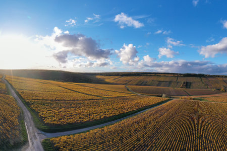 Vineyards in Burgundy, France, bathed in golden autumn sunlightの写真素材